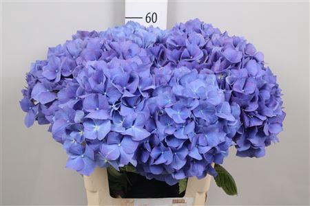 Hydrangea macrophylla 'Pimpernel'