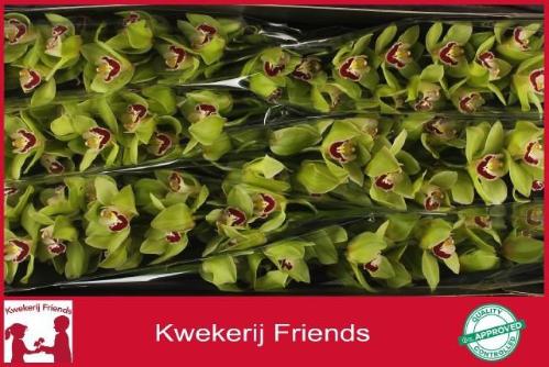 Cymbidium grootbloemig per tak 'Machteld'