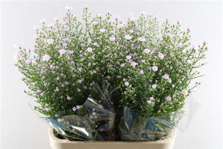 Aster Universum Grp 'Claudia'