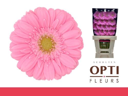 Gerbera mini Kirstey