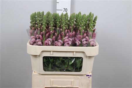 Antirrhinum majus 'Potomac lavender'