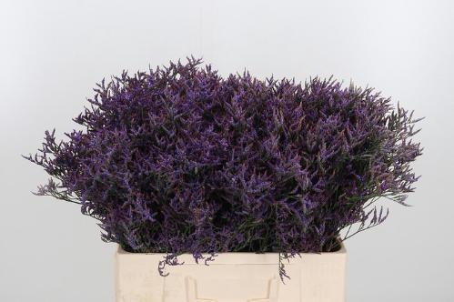 Limonium Safora Dark Blue