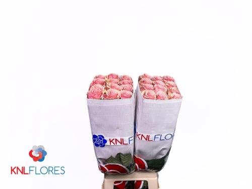 Rosa grootbloemig Geraldine