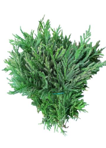 Cryptomeria japonica 'Cristata' per bos