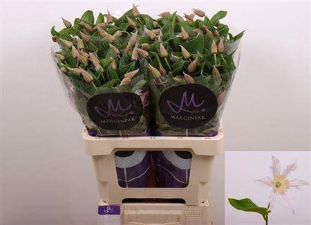 Clematis Amazing Kansas