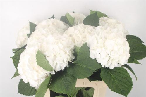 Hydrangea macrophylla Noordpool