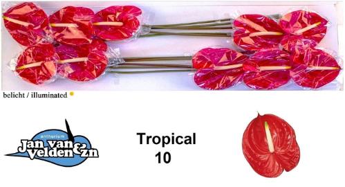 Anthurium Andreanum Grp 'Tropical'