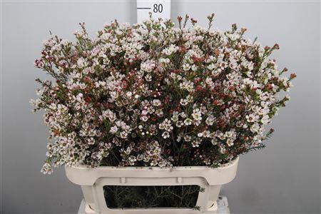 Chamelaucium 'Blondie'