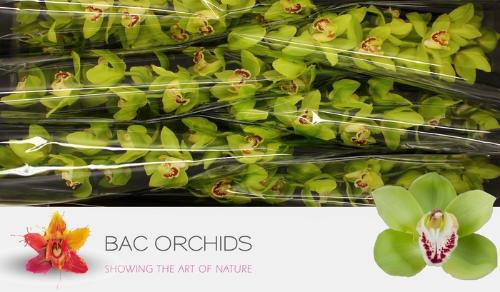 Cymbidium grootbloemig per tak 'Noah'