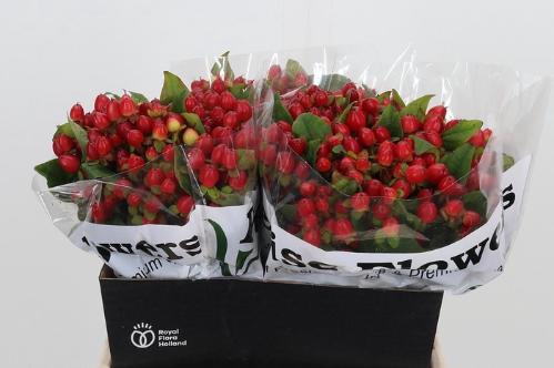 Hypericum inodorum Magical Triumph