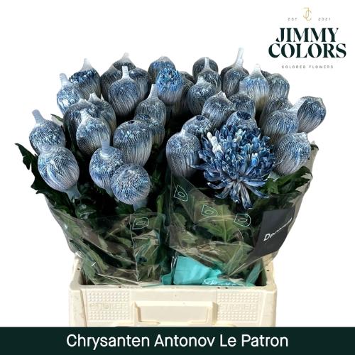 Chrysanthemum (Indicum Grp) geplozen Antonov kleurbehandeld H%