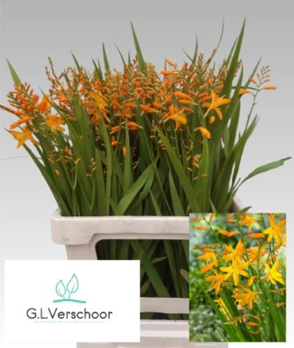 Crocosmia 'George Davison'