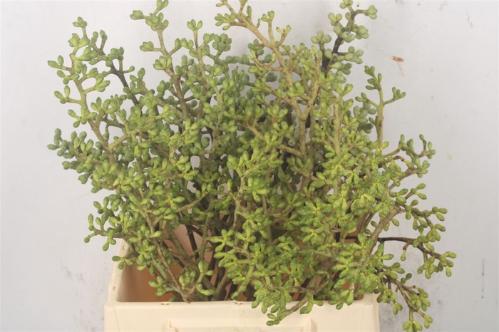 Decoratiegroen groot blad