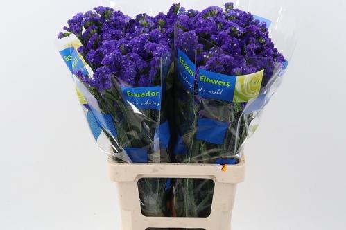 Limonium sinuatum 'Crystal Dark Blue'