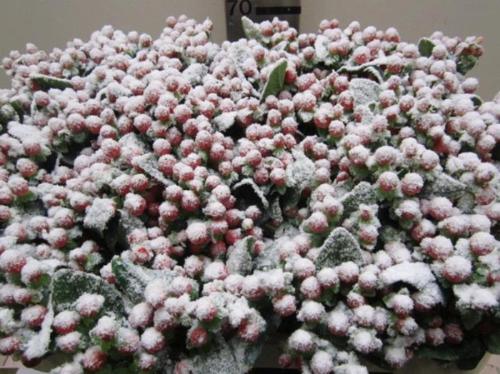 Hypericum overig kleurbehandeld H%