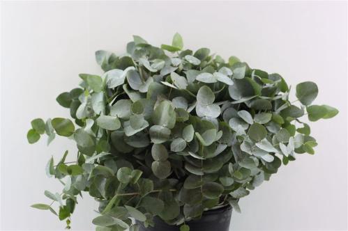 Eucalyptus overig blad