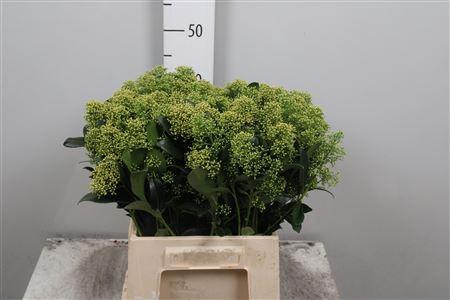 Skimmia japonica 'Frank White' per bos