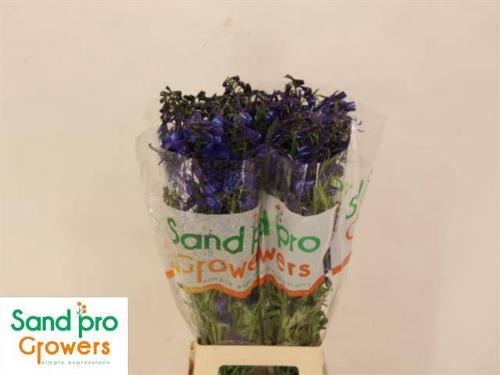 Delphinium Belladonna Grp enkelbloemig Donna
