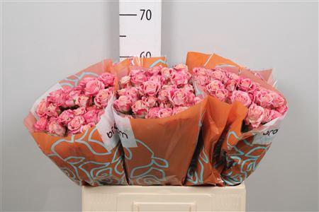 Rosa tros Flinders Lane