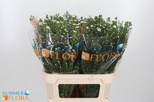 Aster Universum Grp 'Paquita'