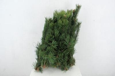 Pinus strobus per bos