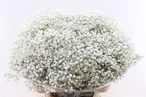Gypsophila paniculata Cosmic