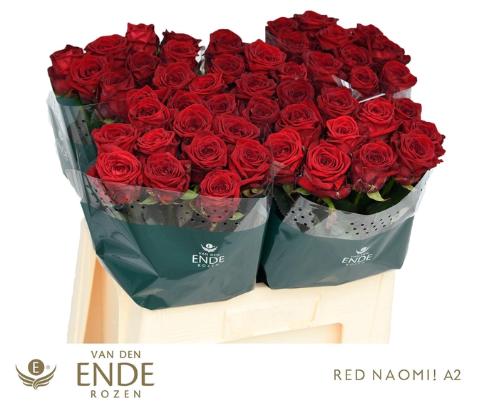 Rosa grootbloemig Red Naomi!