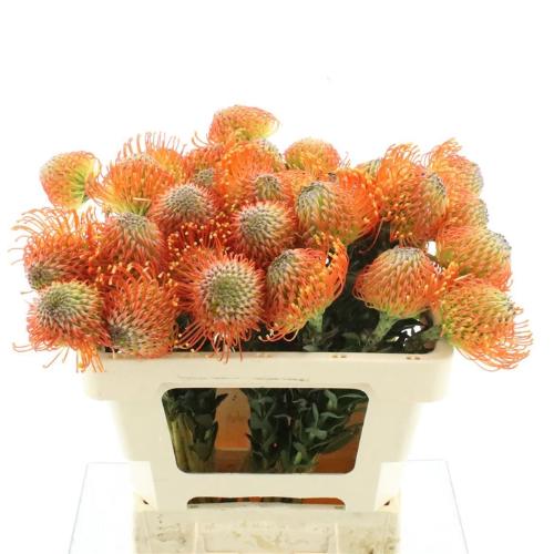 Leucospermum cordifolium 'Neena'