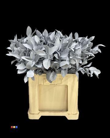 Ruscus kleurbehandeld H%