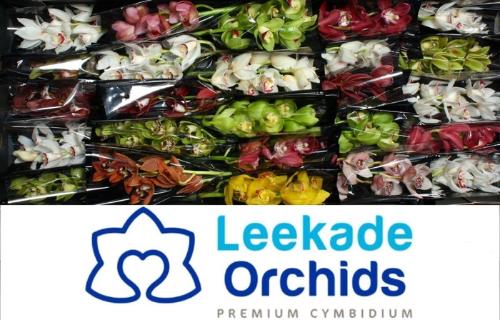 Gerbera mini 'Armagnac'