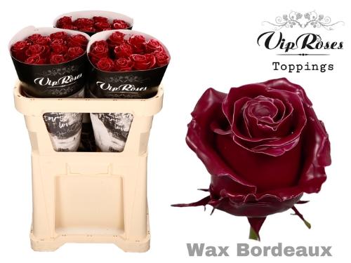 Rosa grootbloemig gewaxt H%