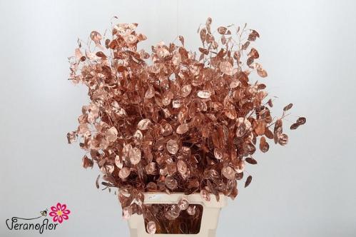 Snijbloemen overig kleurbehandeld H%