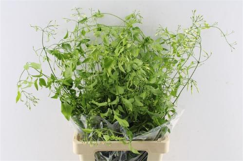 Decoratiegroen overig per bos