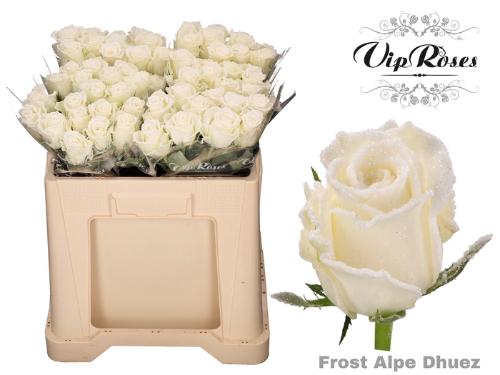 Rosa grootbloemig kleurbehandeld H%