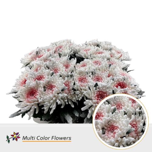 Chrysanthemum geplozen kas kleurbehandeld H%