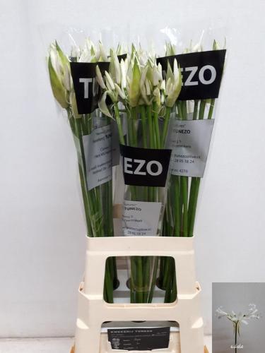 Nerine (Bowdenii Grp) 'Adele'