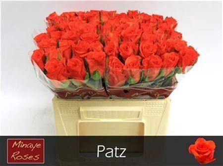 Rosa grootbloemig Patz