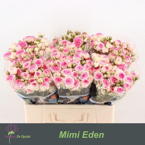 Rosa tros Mimi Eden