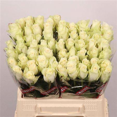 Rosa grootbloemig Athena