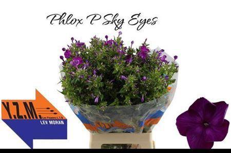 Phlox Paniculata Grp 'Sky Eyes'