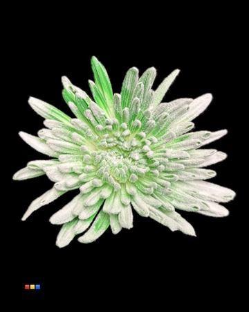 Chrysanthemum geplozen kas kleurbehandeld H%