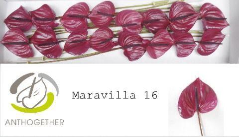 Anthurium Andreanum Grp Maravilla