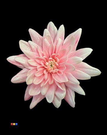 Chrysanthemum Indicum Grp tros kas kleurbehandeld H%