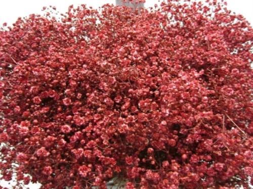 Gypsophila overig kleurbehandeld H%