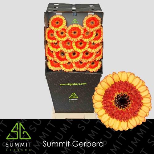 Gerbera mini Decora