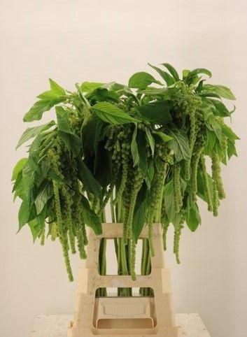 Amaranthus caudatus 'Cycloop'