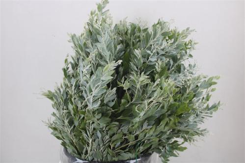 Acacia baileyana bloeiend per bos 'Purpurea'Dealbata Grp
