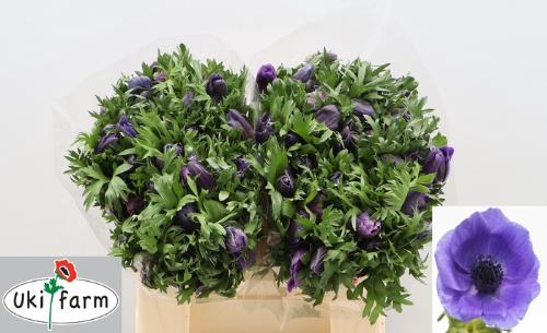 Anemone coronaria 'Galil Blauw'