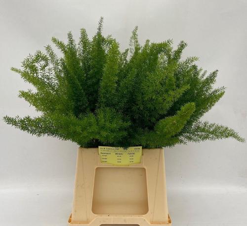 Asparagus densiflorus 'Meyers'