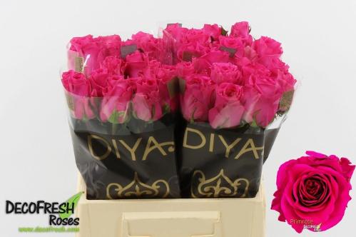 Rosa grootbloemig Primrose